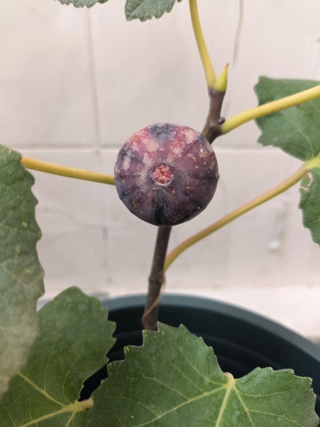 186 日紫/法紫/紫色索列斯，中大果型，紫皮红肉的做法