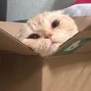 吃饭第一名的阔太太