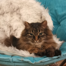 麻小是只猫