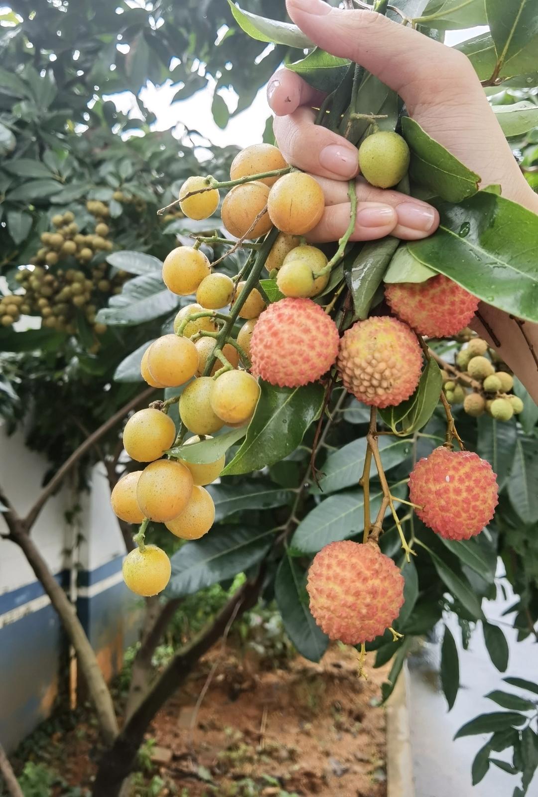 老盐果汁系列之老盐黄皮水