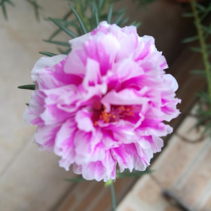 丐丐