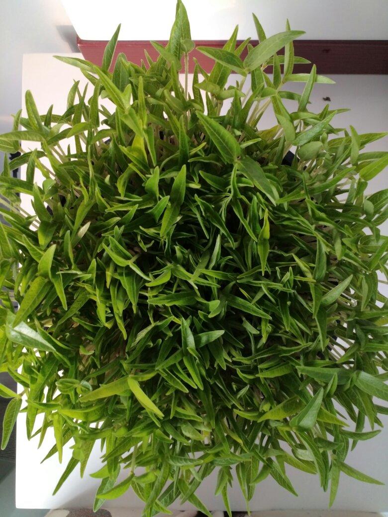 家庭水培豌豆苗