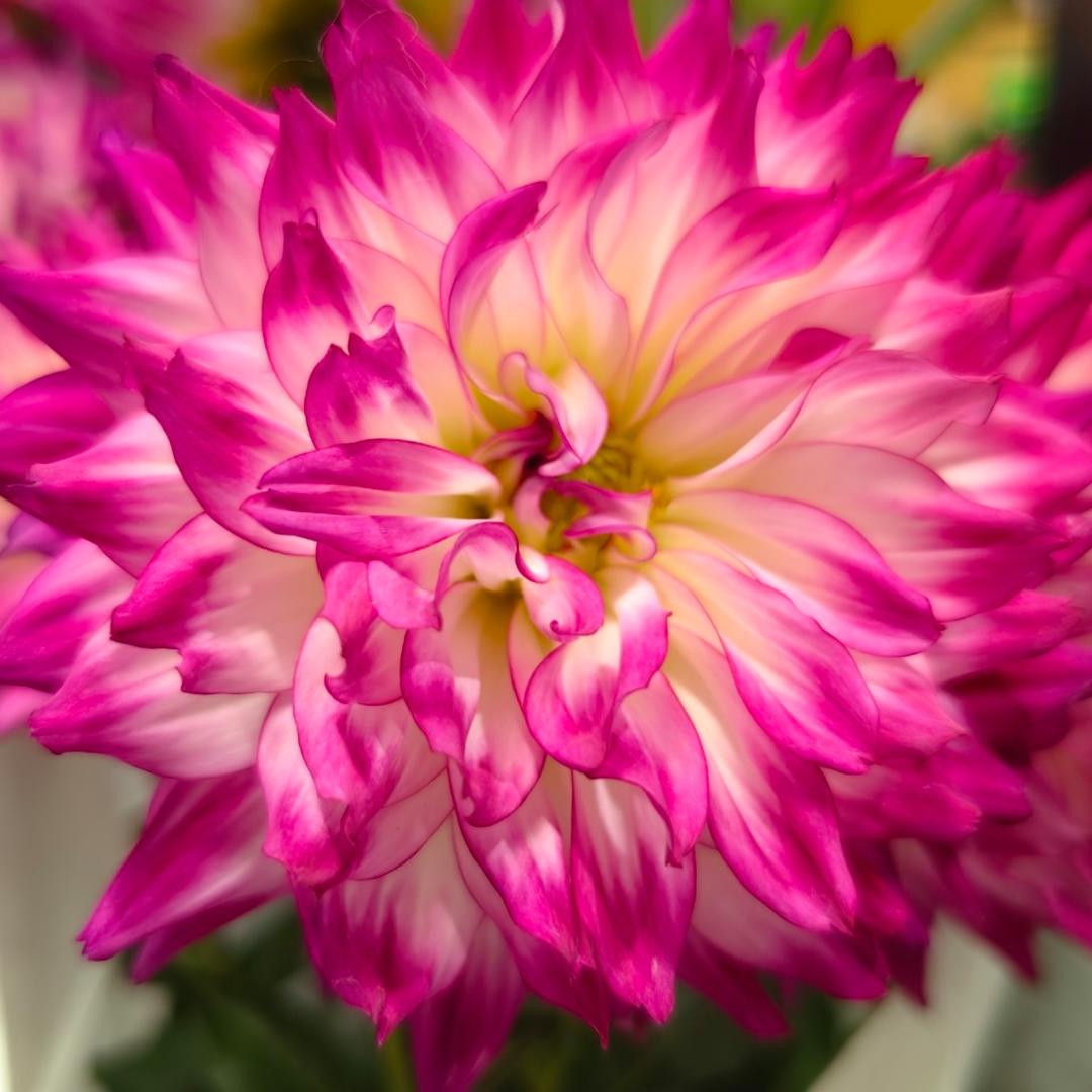 水果蛋糕下午茶