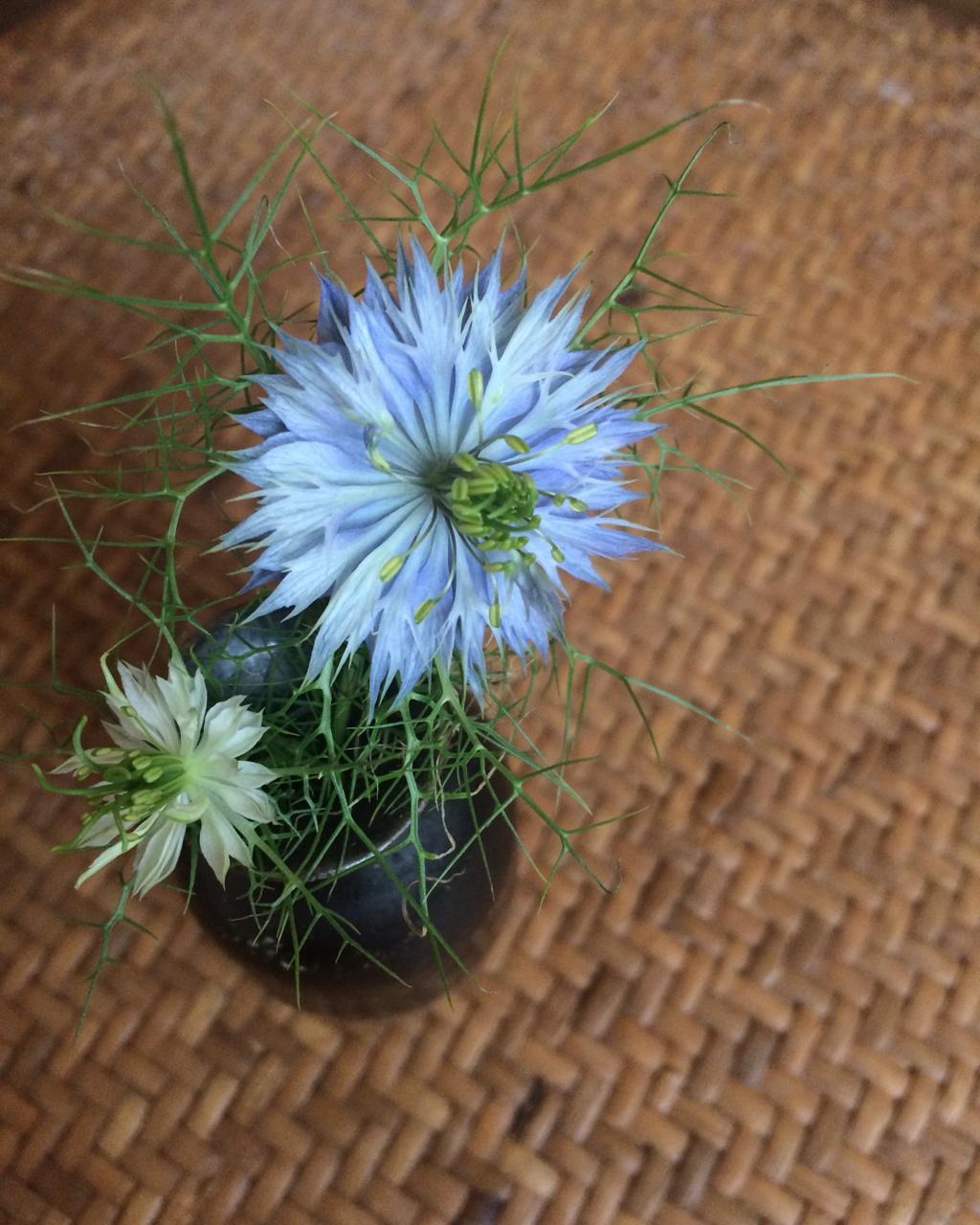 阳台党种植