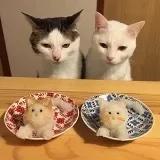 红茶喵