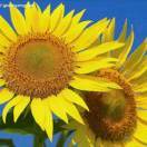 手机用户7123_sa32