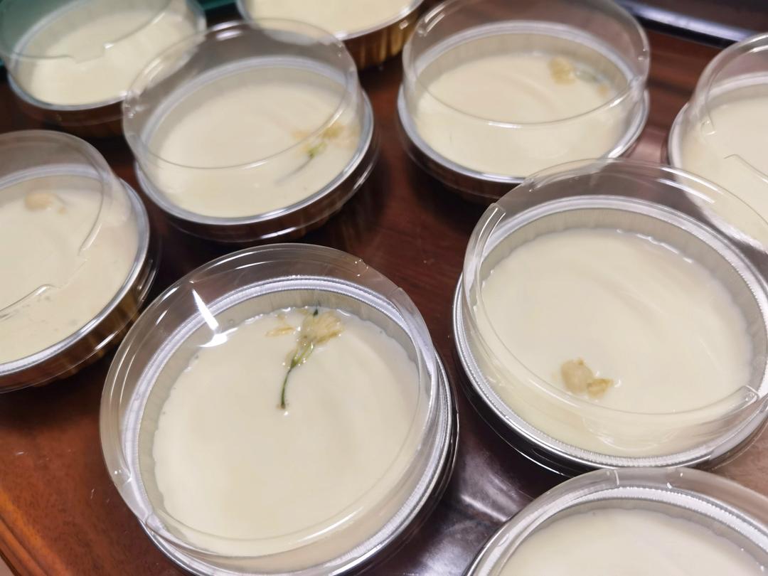 免蒸免烤❗️入口即化的茉莉奶冻