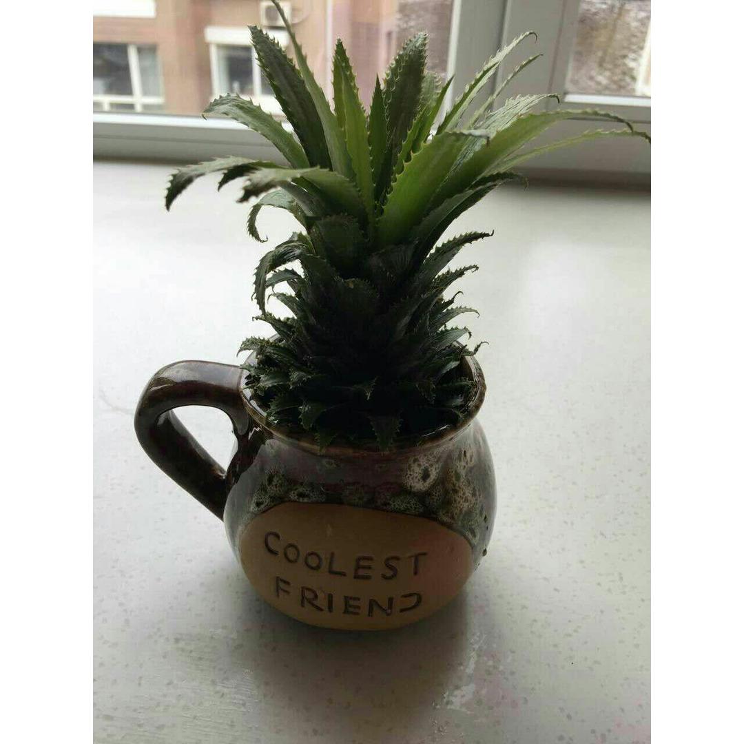 盆栽菠萝