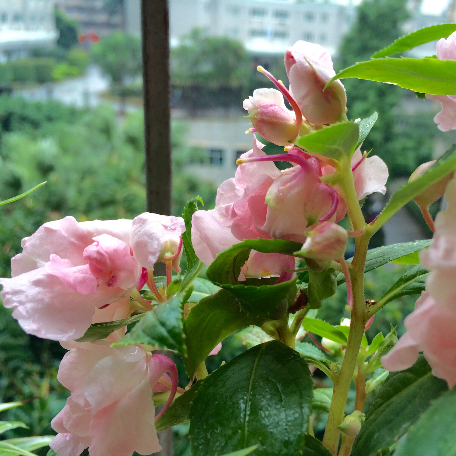 我们的厨房后花园