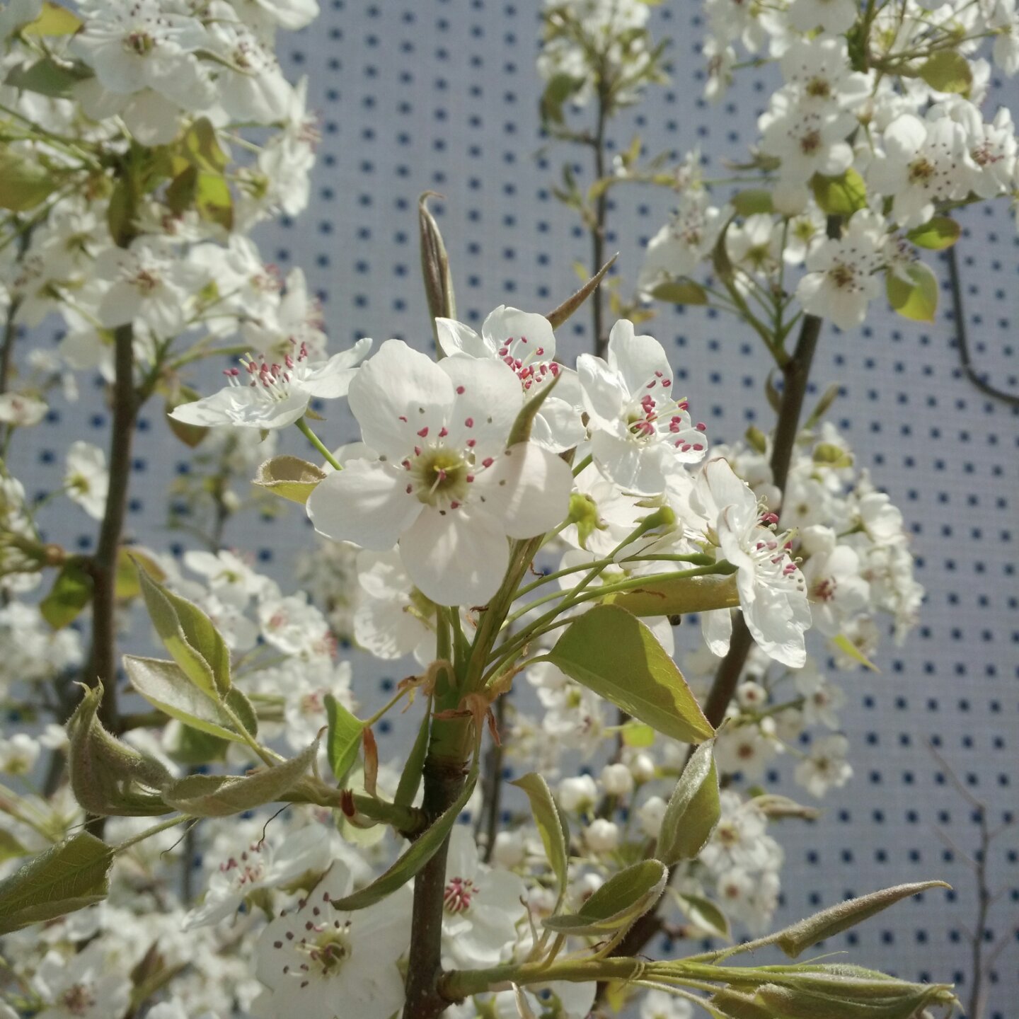 花，一辈子爱上你