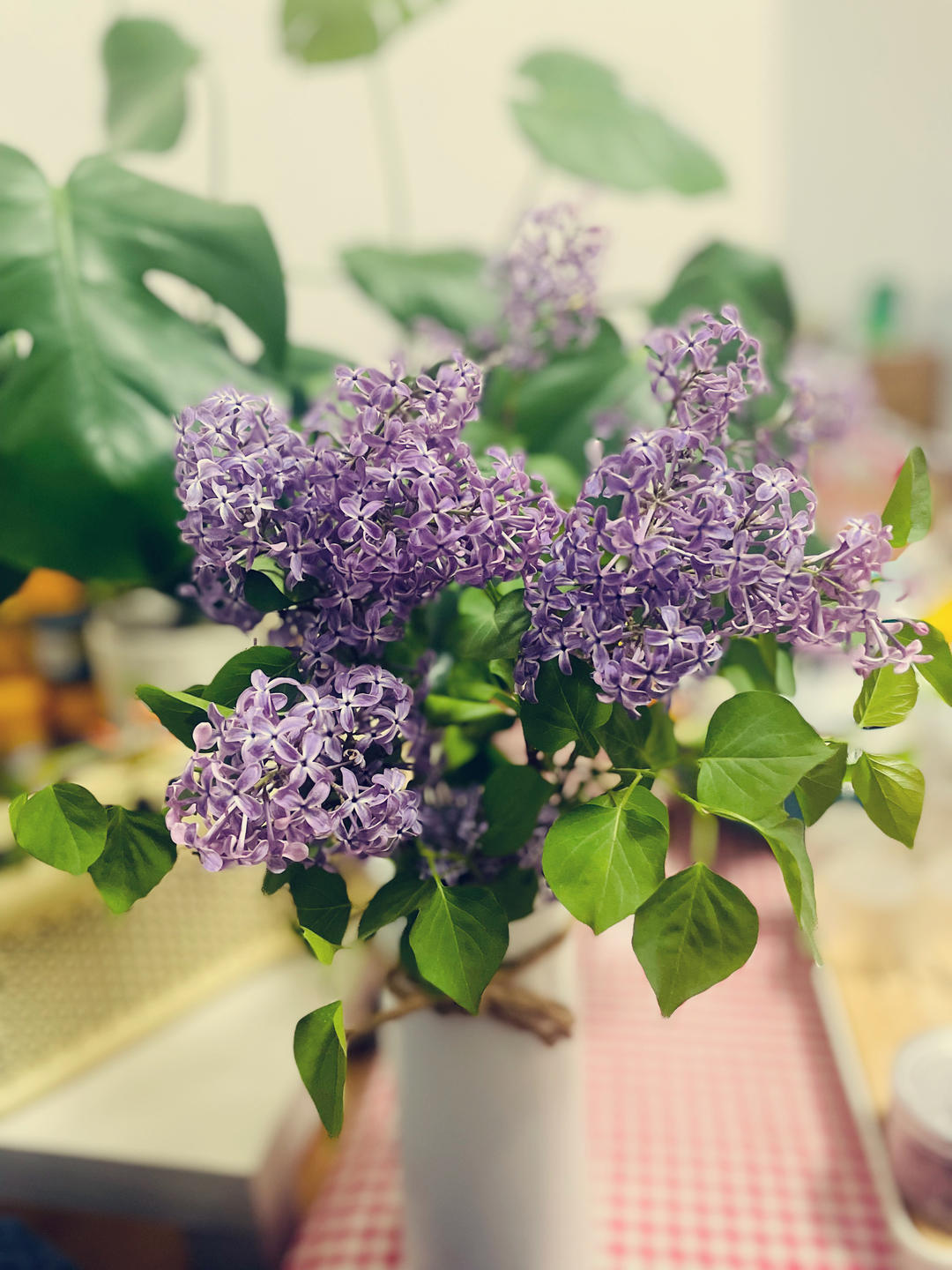 丁香花9999
