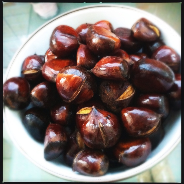 慵懒美丽的栗子