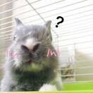 小仙猪搬砖