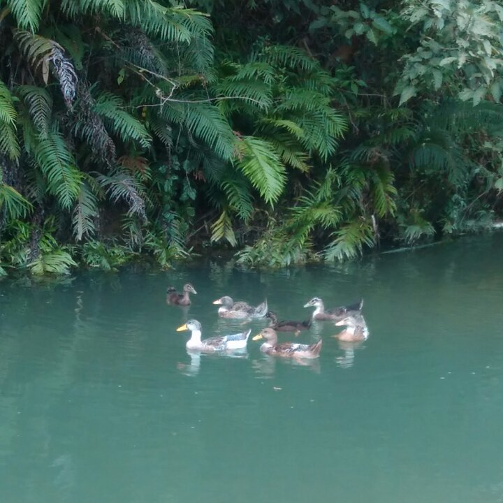 家住竹林边