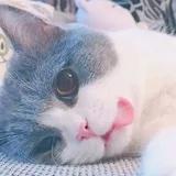 饴
