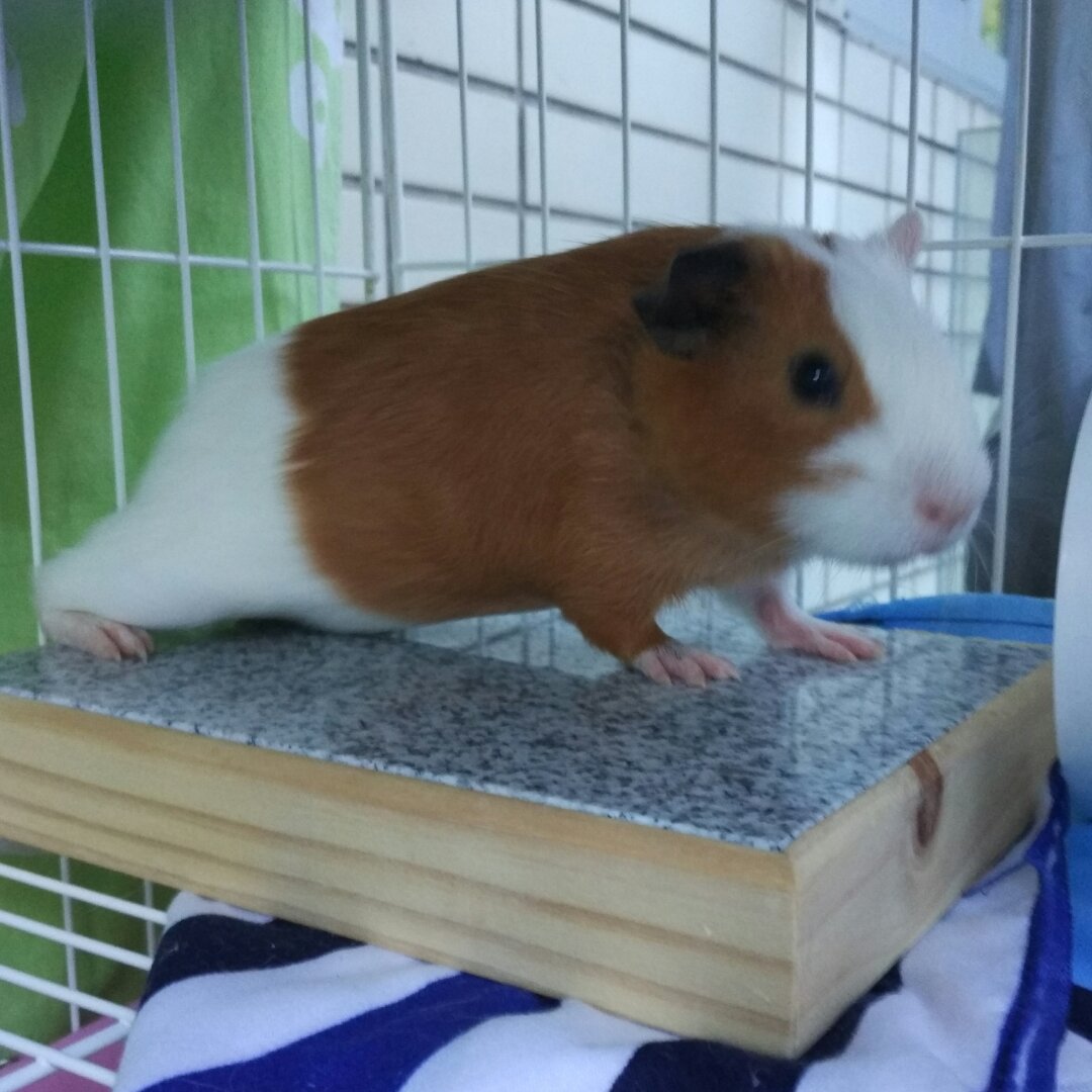 龙聿妈