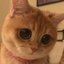 豆瓣上的豆泥丸