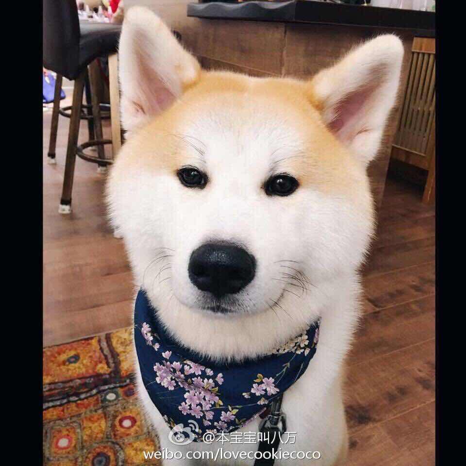 八万麻麻最最棒