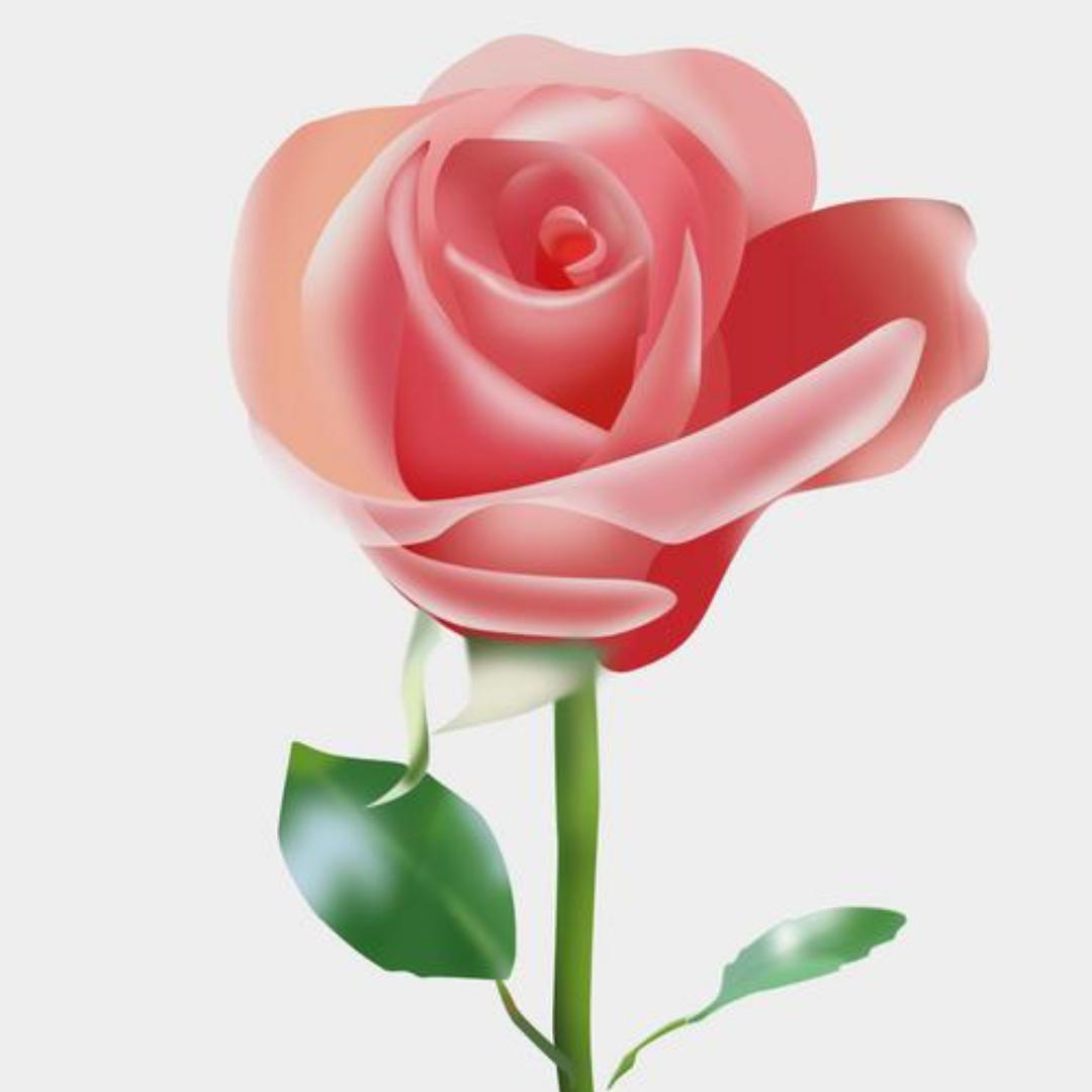 会做饭的幸运花