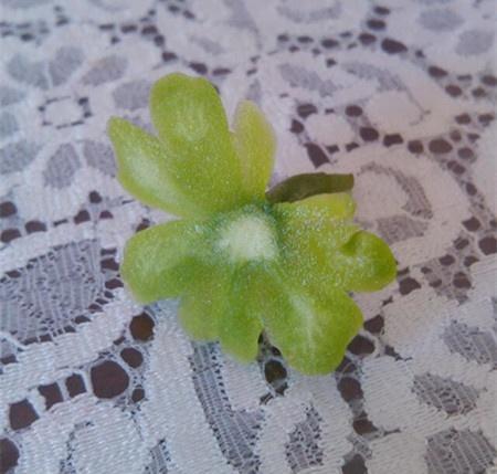 一朵苦瓜花的做法