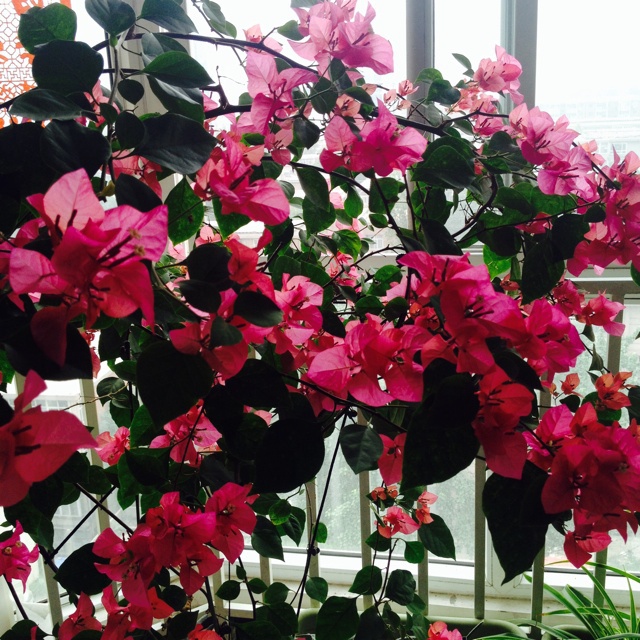 阳台上的喜悦---心灵鸡汤