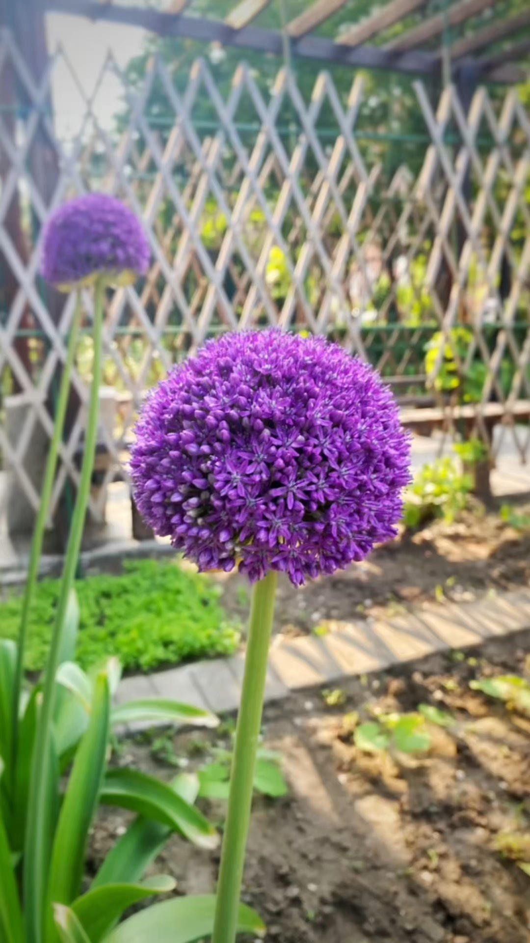 我的小菜园