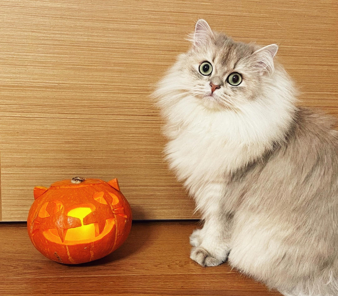 【万圣节】来吧一起雕刻南瓜灯（零基础无专业工具）