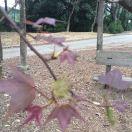 深秋的紅葉Sandy