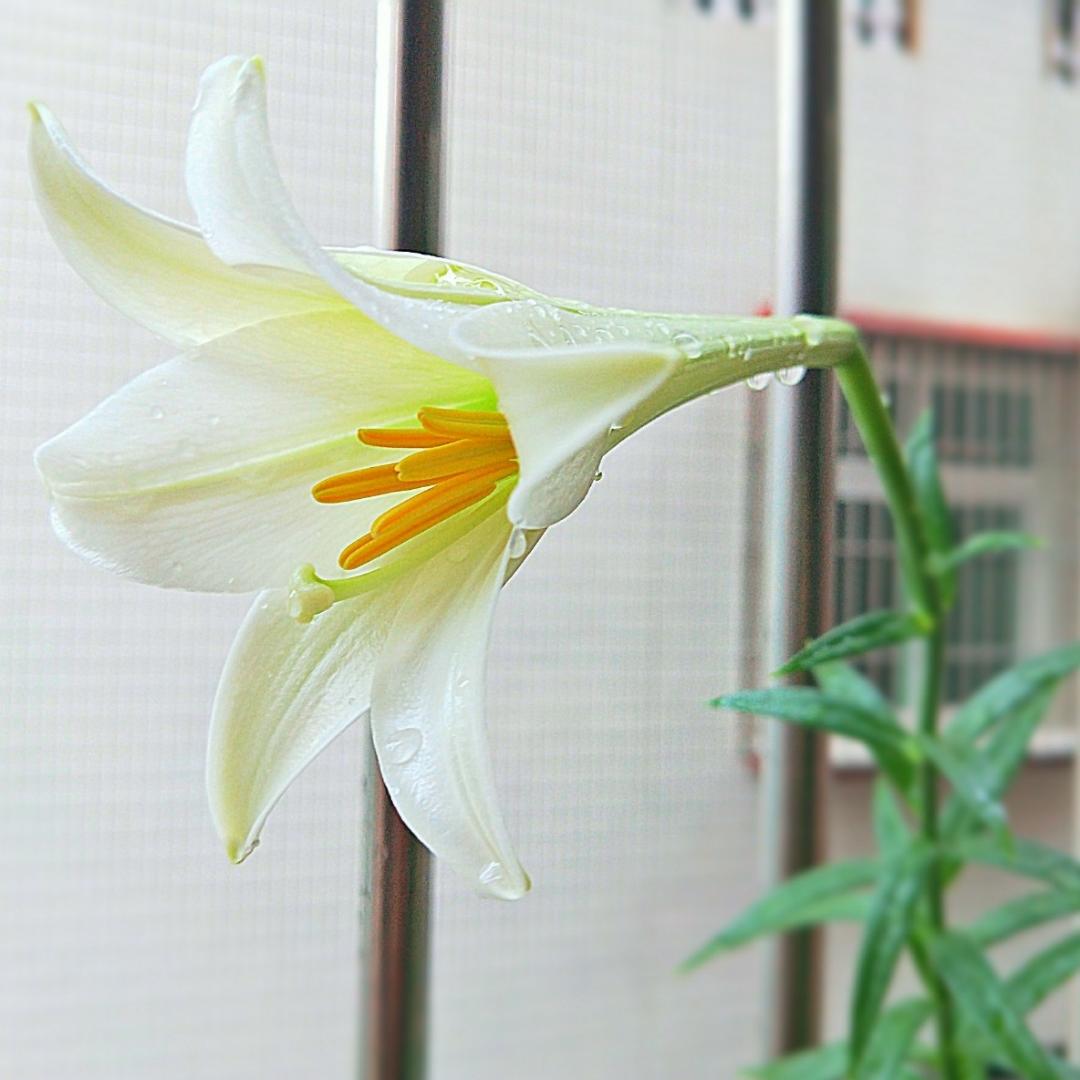 那些花儿<记录篇>
