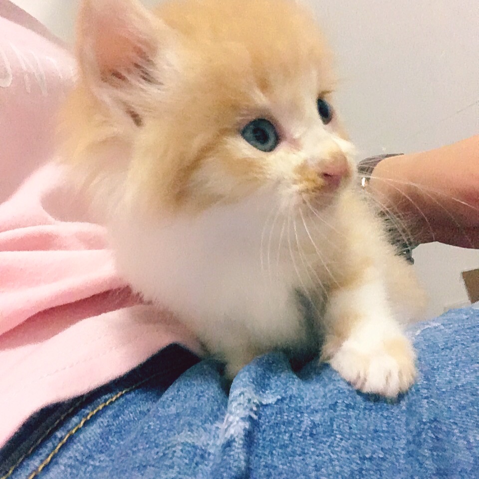 小小丽麋了个鹿-