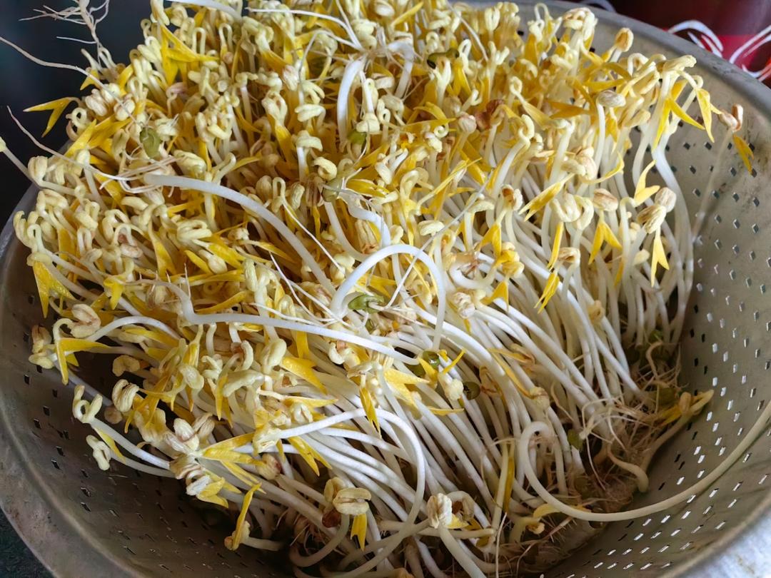 沥水篮发豆芽