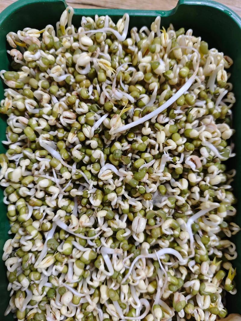 自发绿豆芽
