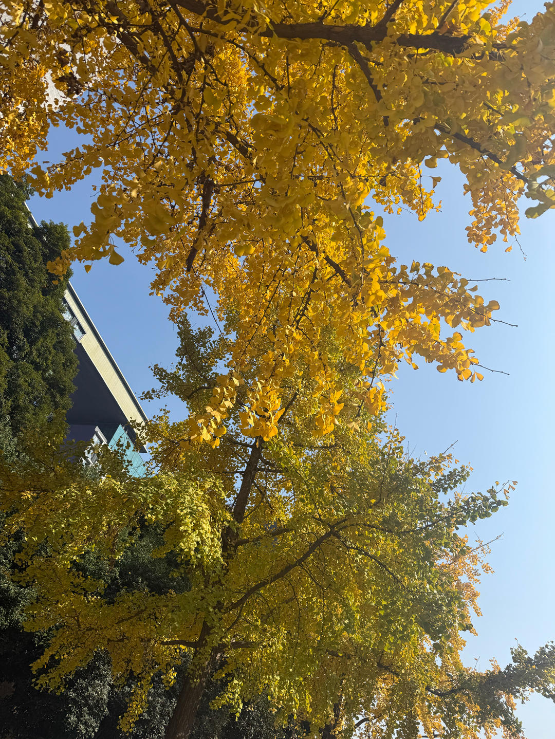 阿童木与大眼妹