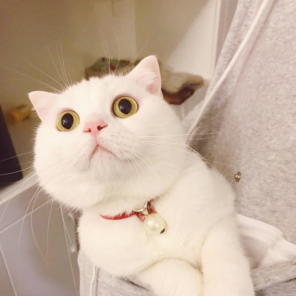 圆圆Freya