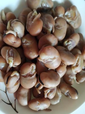 煮五香蚕豆的做法 步骤3
