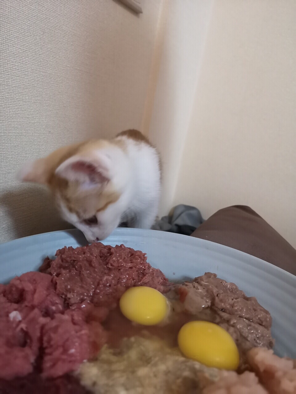 猫饭（给猫吃的）的做法