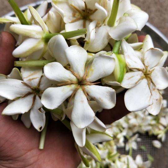 清香扑鼻的栀子花鲜肉包 夏天才有的美食的做法 步骤3