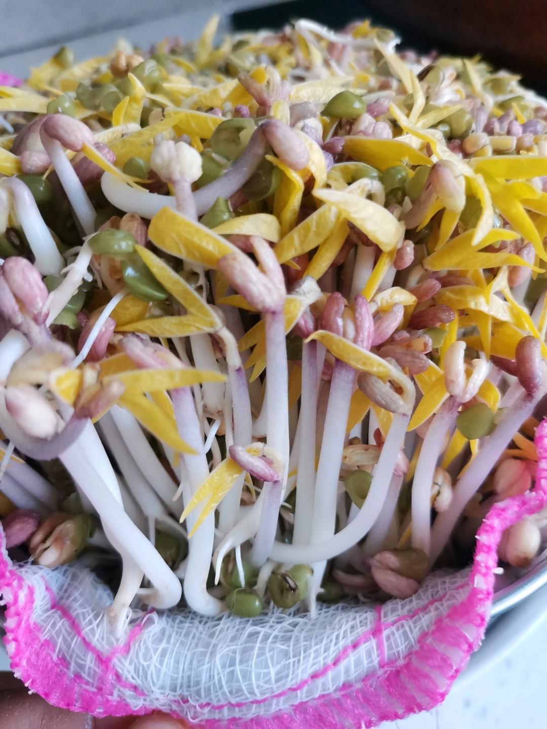 自发豆芽👉👉不用豆芽机版且附操作视频