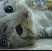 喵喵的睫毛弯弯