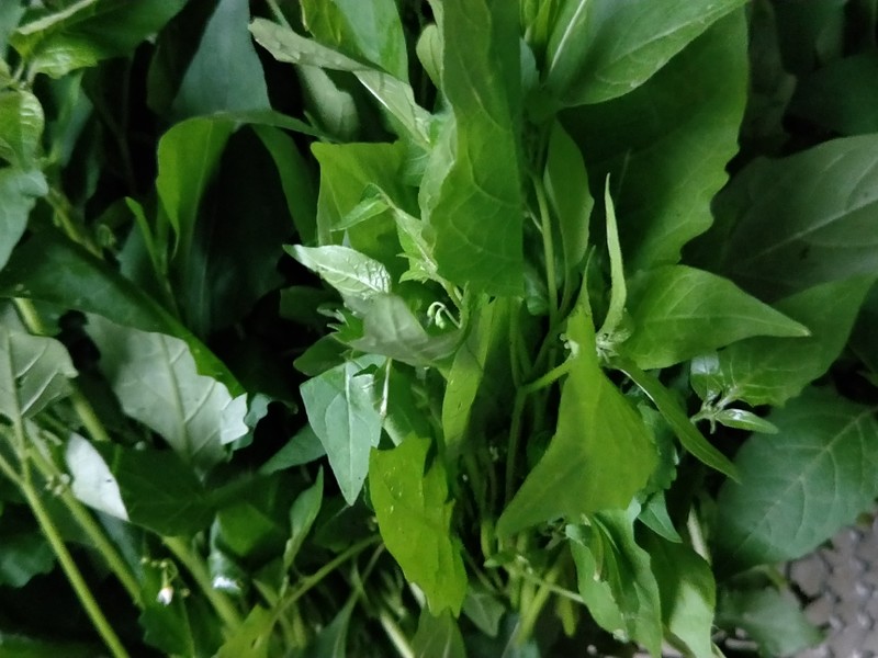 步骤图 白花菜汤 广西野菜的做法 白花菜汤 广西野菜的做法步骤 汤羹 下厨房 步骤图 白花菜汤 广西野菜的做法 白花菜汤 广西野菜的做法步骤 汤羹 下厨房
