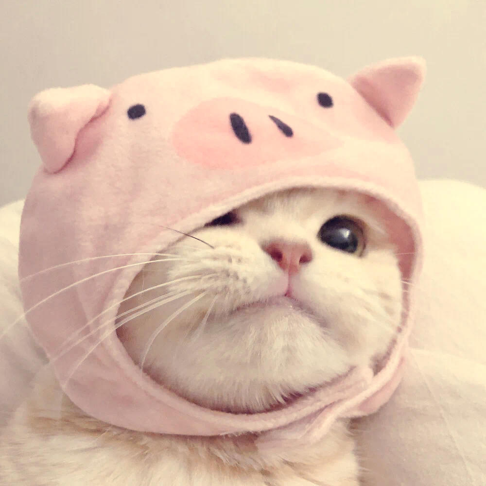 学做饭的小斯文