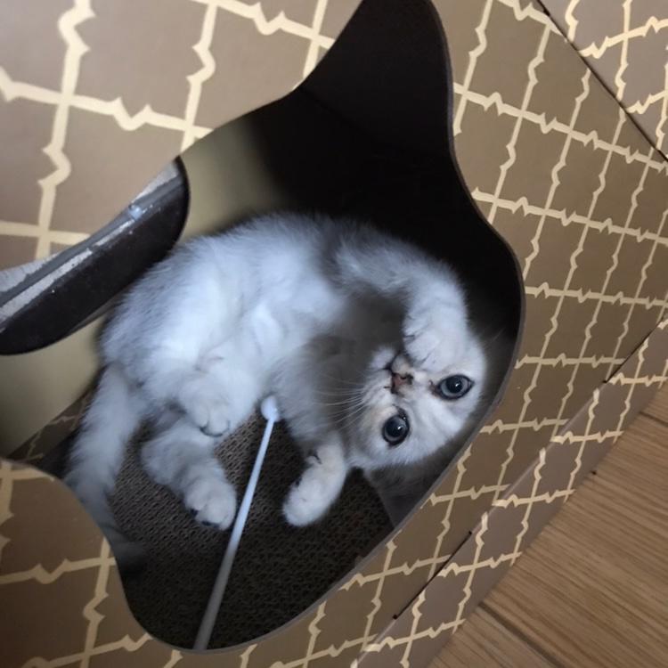 皮皮家的Amy麻麻