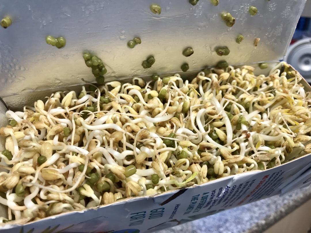 自己发豆芽【果汁盒/大牛奶盒】