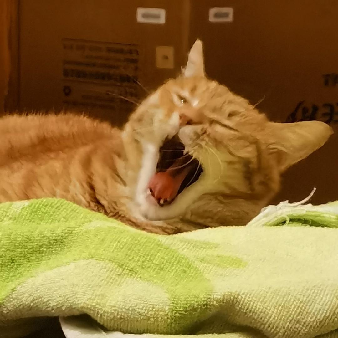 竹孒
