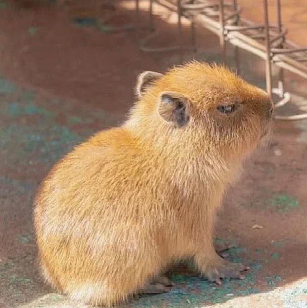 酸辣咸甜的醋溜白菜🥬