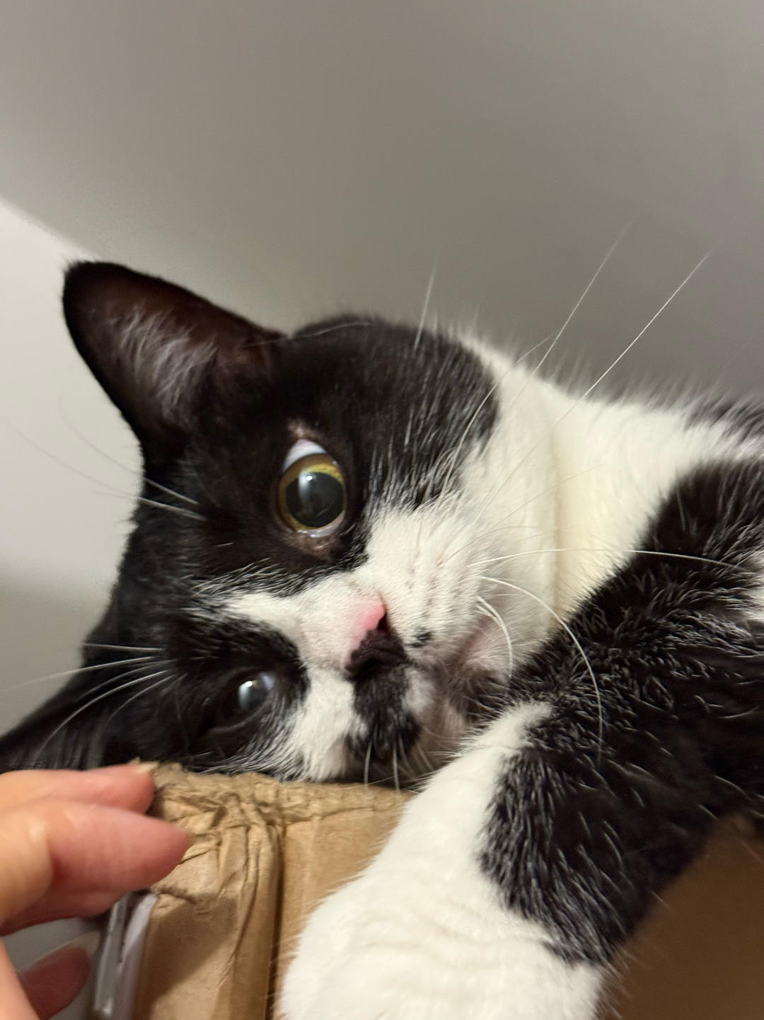 学做饭的金洋儿