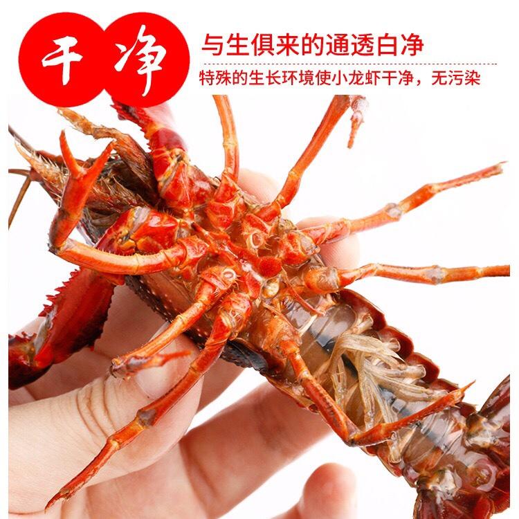 蚕宝宝1