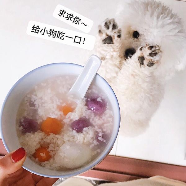 🐶狗子的吃货生活