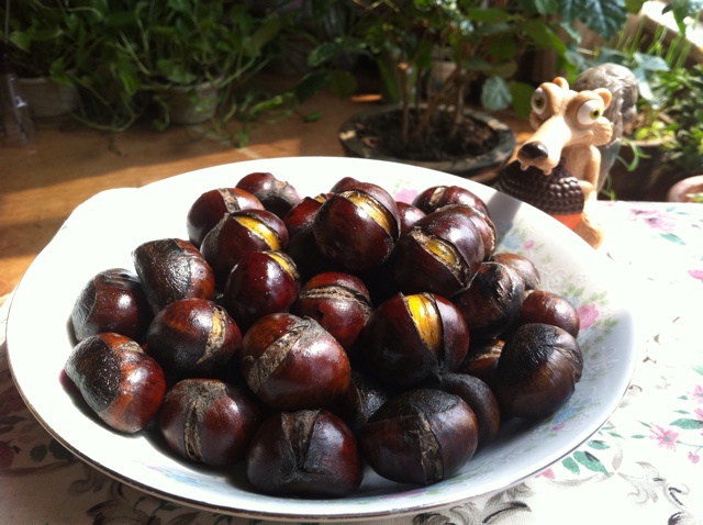 慵懒美丽的栗子