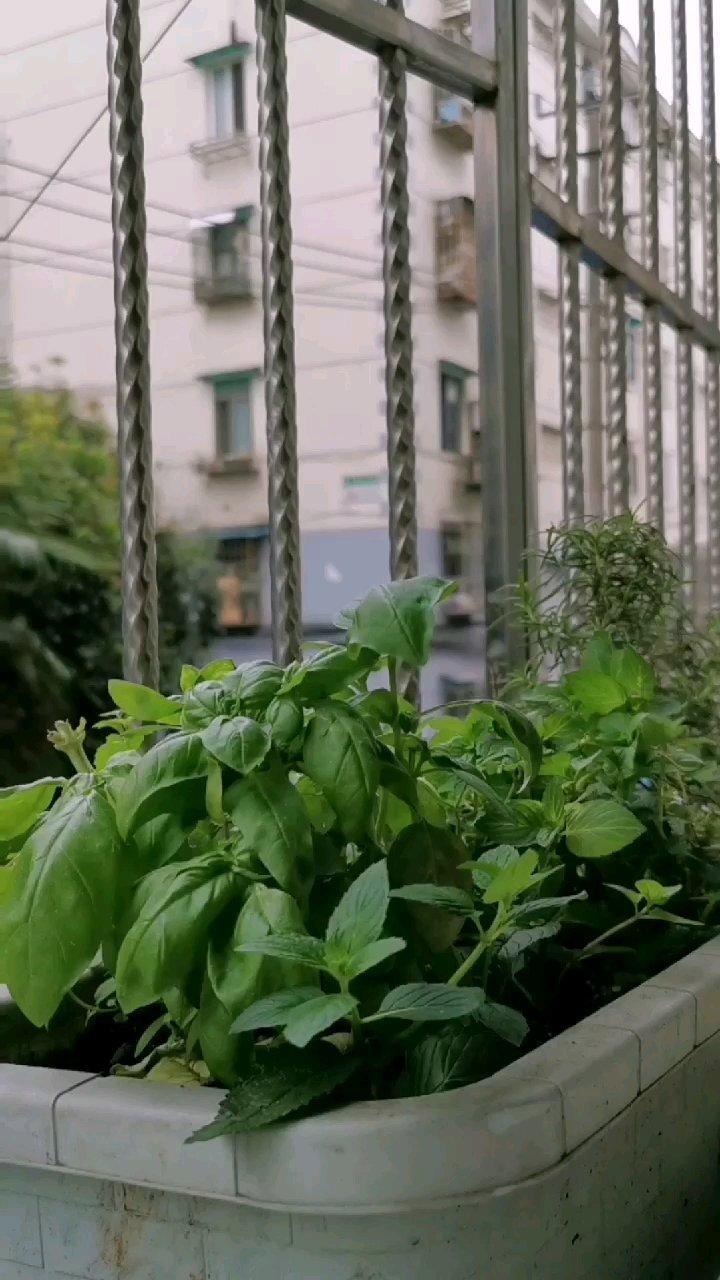 意式风味-《日本专卖店的话题贝果》